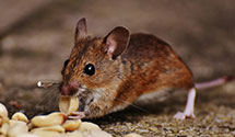 24 Hour & Emergency Exterminators in Cassian, WI